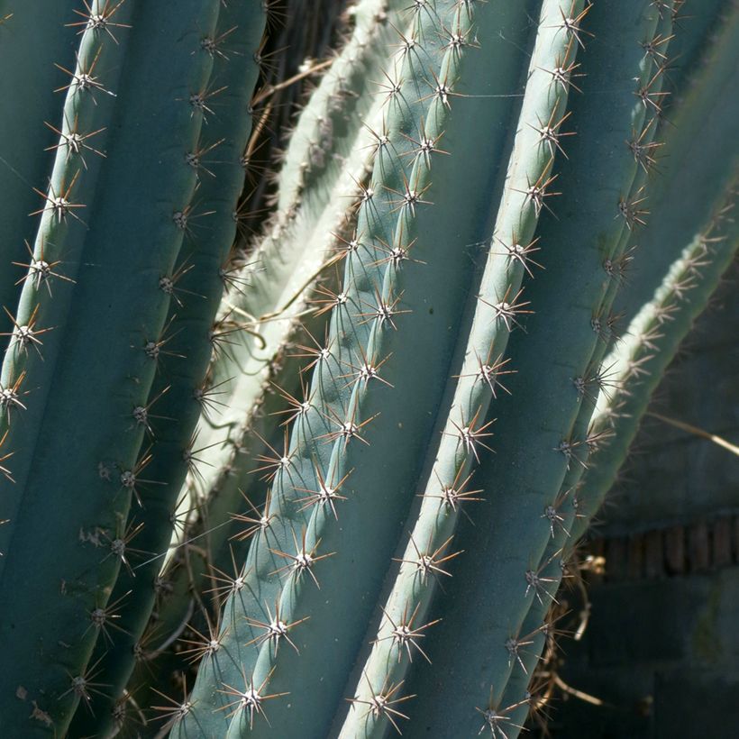 Cereus peruvianus - Cacto espiral (Folhagem)