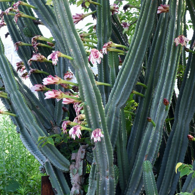 Cereus peruvianus - Cacto espiral (Floração)