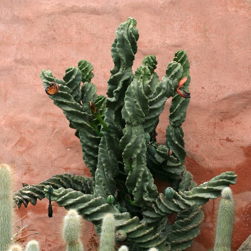 Cereus forbesii Spiralis (Hábito)