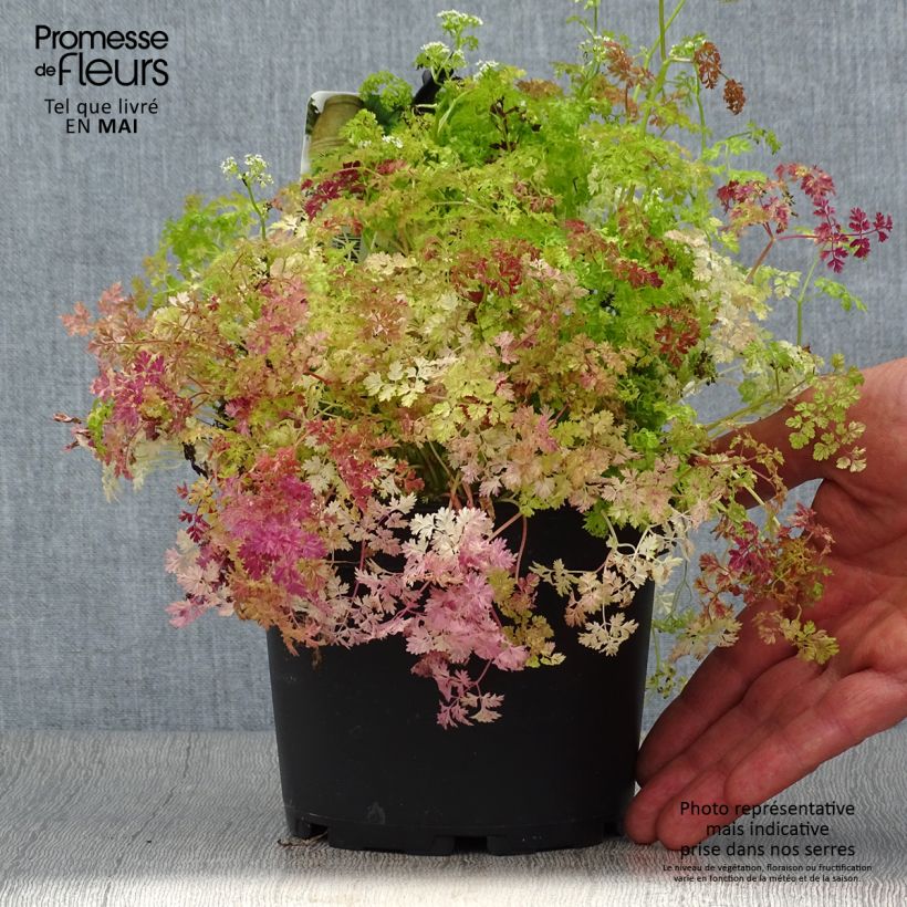 Amostra de Cerfeuil commun en plants - Anthriscus cerefolium Pot de 1,5L/2L tal como entregue na primavera