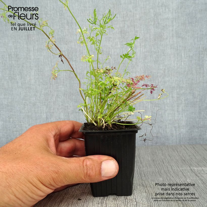 Amostra de Cerefólio comum plantas Vaso de 7/8 cm tal como entregue no verão
