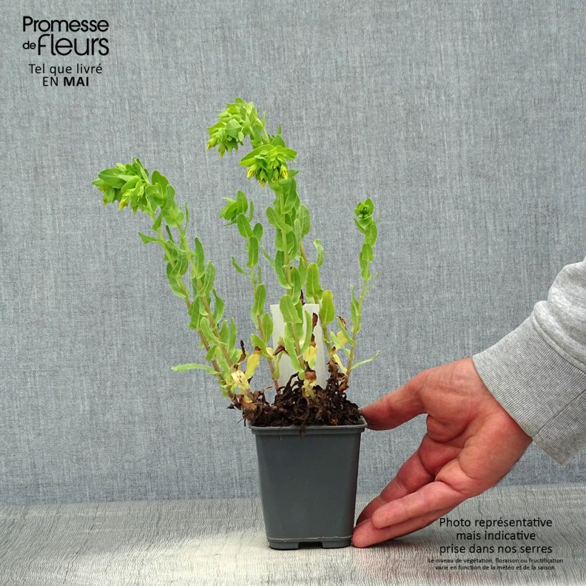 Amostra de Cerinthe glabra Vaso de 8/9 cm tal como entregue na primavera