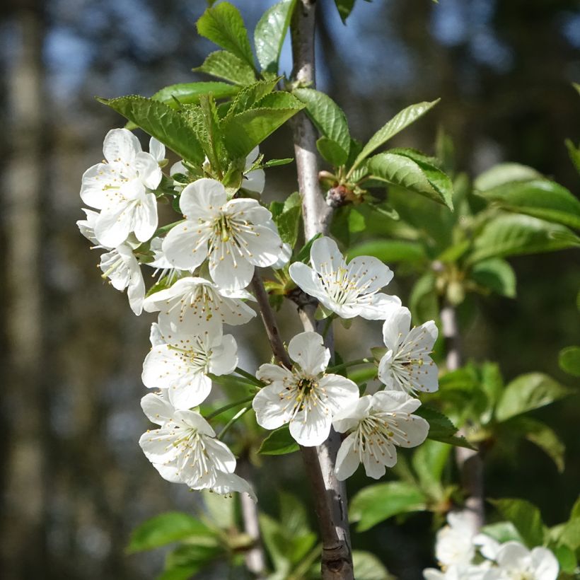 Cerejeira Allegria Delbard - Prunus cerasus (Floração)