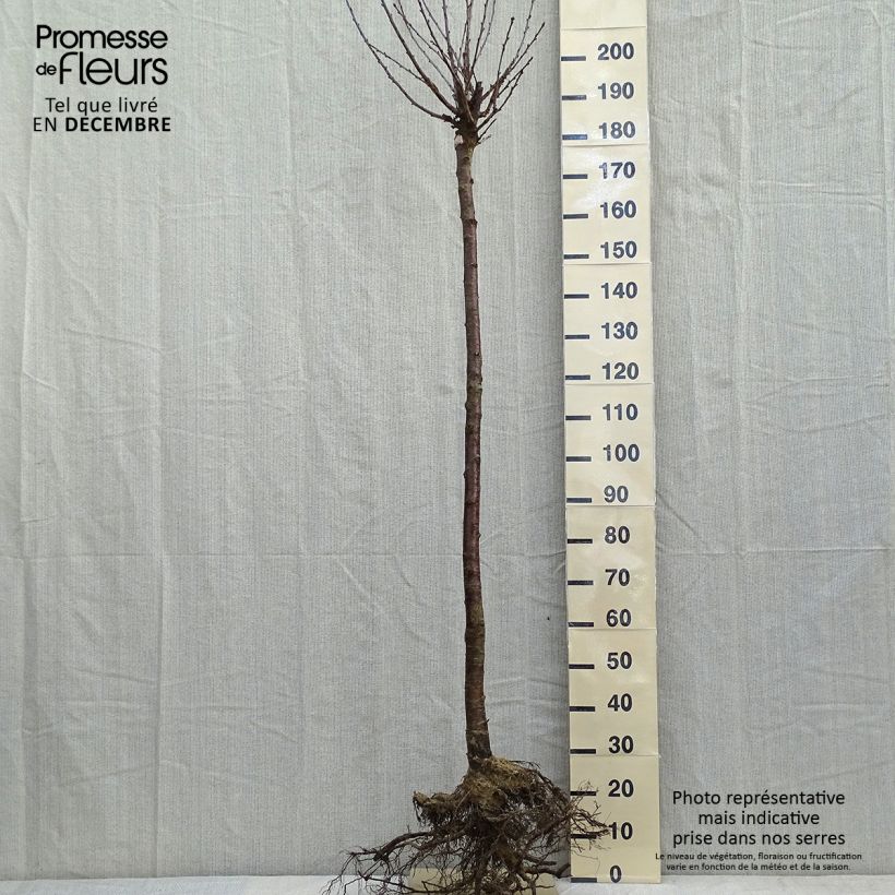 Amostra de Cerisier Anglaise Hâtive - Prunus cerasus Raízes nuas, Meia haste tal como entregue no inverno