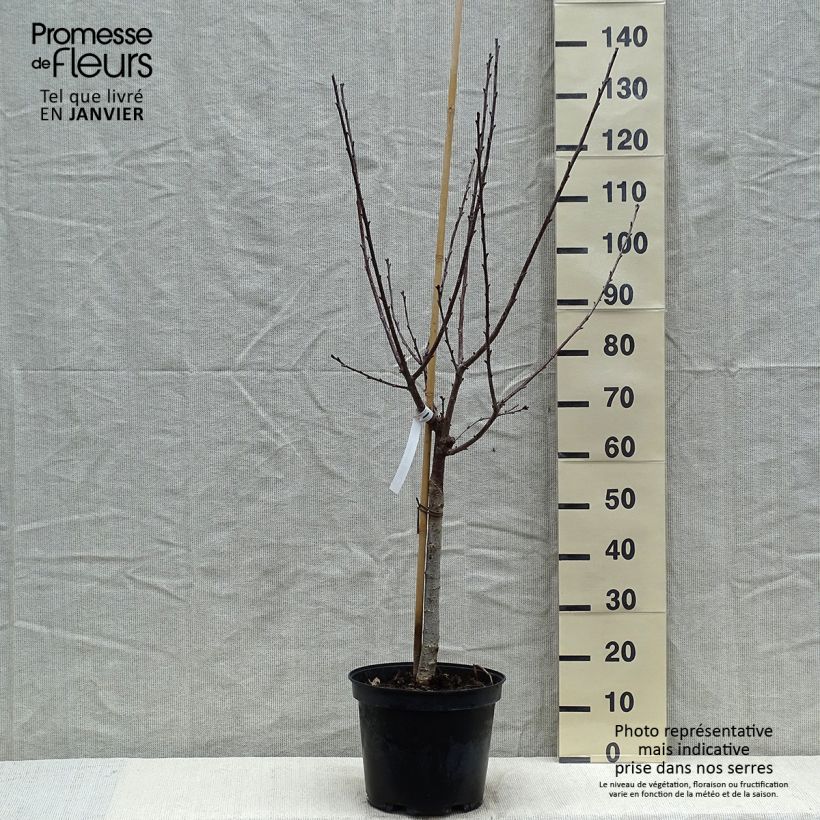 Amostra de Cerisier Anglaise Hâtive - Prunus cerasus Vaso de 7,5 L/10 L, Copo tal como entregue no inverno