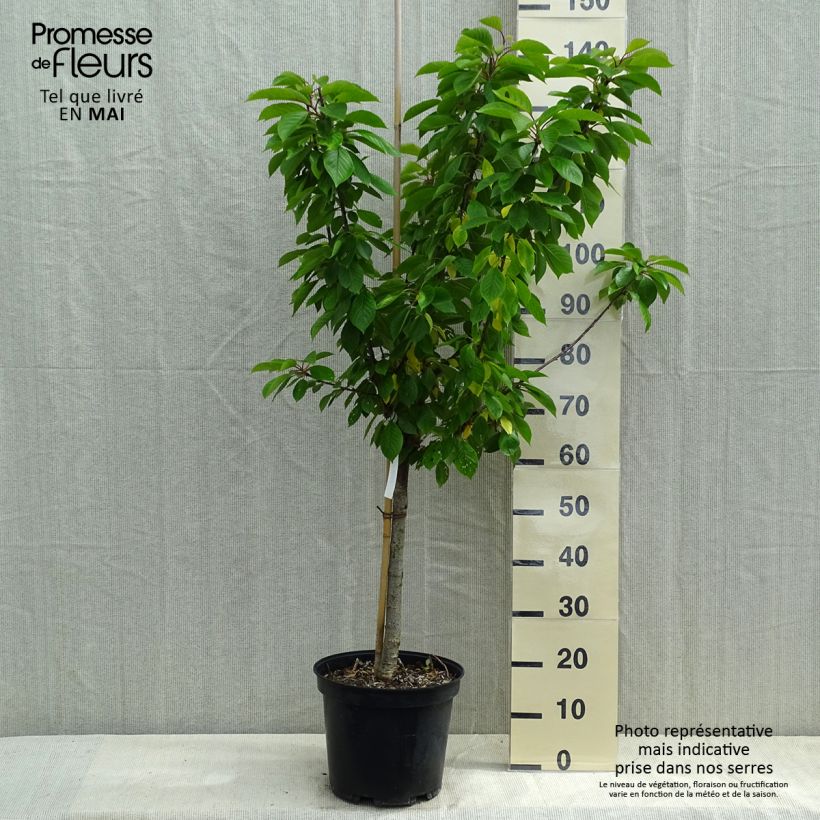 Amostra de Cerejeira Inglesa Precoce - Prunus cerasus Vaso de 7,5 L/10 L, Copo tal como entregue na primavera