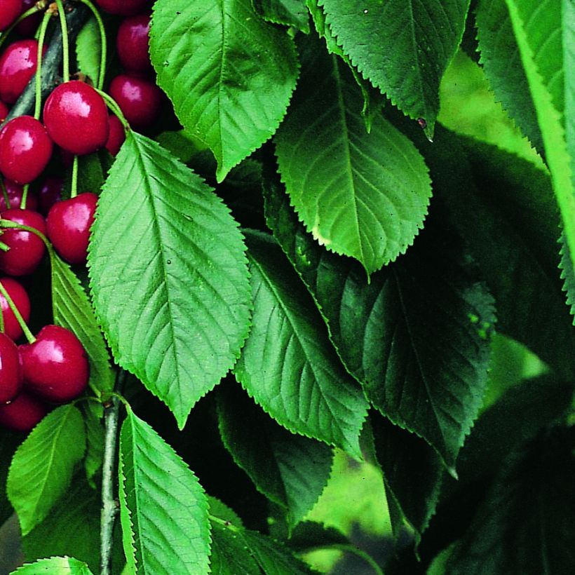 Ginjeira Belle Magnifique Georges Delbard - Prunus cerasus (Folhagem)