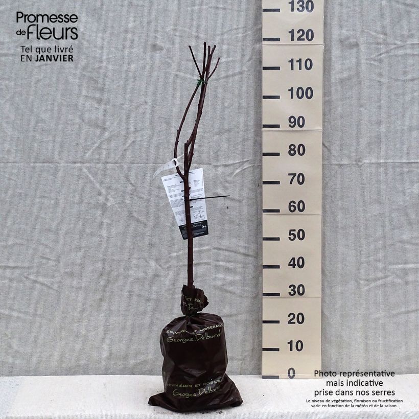 Amostra de Cerisier Belle Magnifique - Georges Delbard Torrão "Pronto a plantar", Copo tal como entregue no inverno