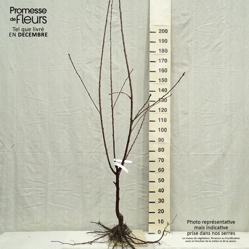 Amostra de Cerisier Bigarreau Burlat Raízes nuas, Copo tal como entregue no inverno