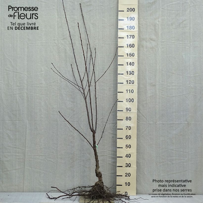 Amostra de Cerisier Bigarreau Coeur de Pigeon Raízes nuas, Copo tal como entregue no inverno
