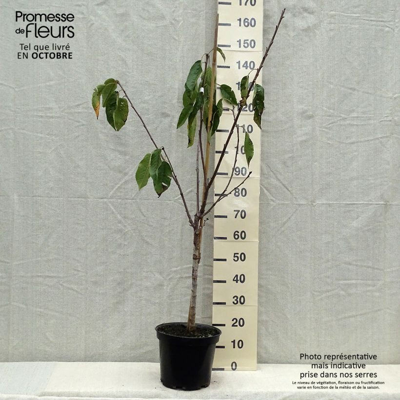 Amostra de Cerejeira Bigarreau Coeur de Pigeon - Prunus cerasus Vaso de 7,5 L/10 L, Copo tal como entregue no outono