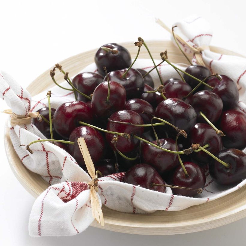 Cerejeira Bigarreau Délice de Malicorne Georges Delbard - Prunus avium (Colheita)