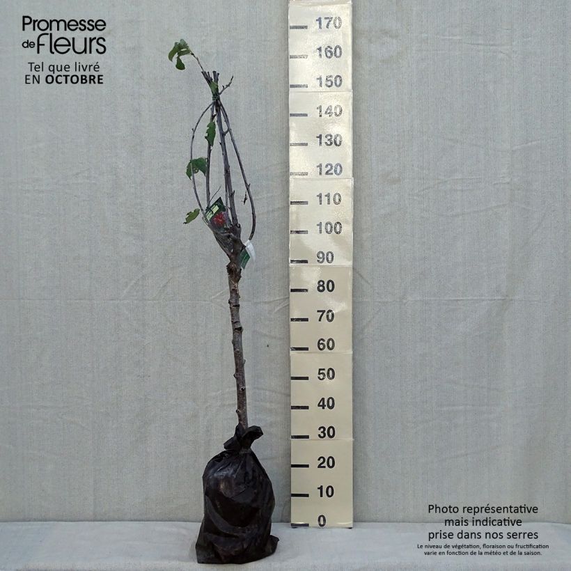 Amostra de Cerejeira Bigarreau Hâtif Delbard Georges Delbard - Prunus avium Torrão "Pronto a plantar", Copo tal como entregue no outono