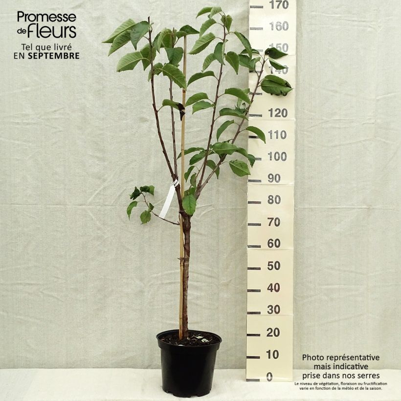Amostra de Cerejeira Bigarreau Hedelfingen - Prunus cerasus Vaso de 7,5 L/10 L, Copo tal como entregue no outono