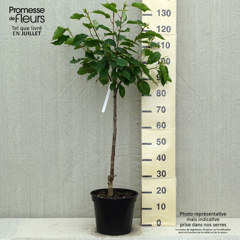 Amostra de Cerejeira Bigarreau Hedelfingen - Prunus cerasus Vaso de 7,5 L/10 L, Copo tal como entregue no verão