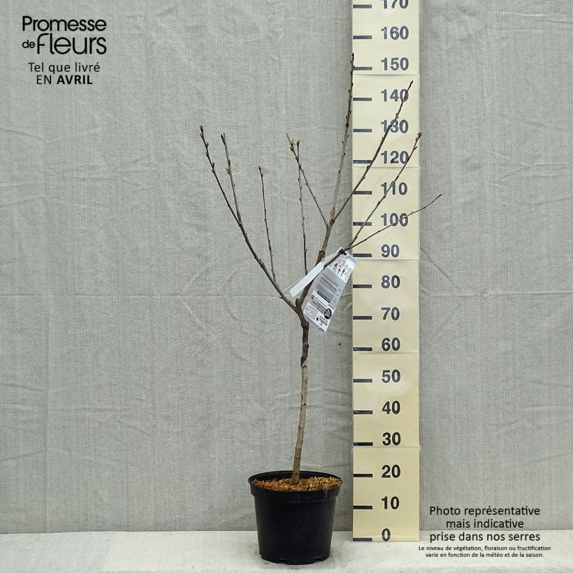 Amostra de Cerejeira Bigarreau Hedelfingen - Prunus cerasus Vaso de 7,5 L/10 L, Copo tal como entregue na primavera
