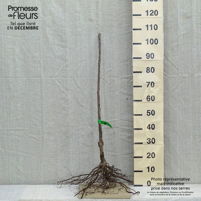 Amostra de Cerisier Bigarreau Lapins  Grandes Racines nues, Scion tal como entregue no inverno