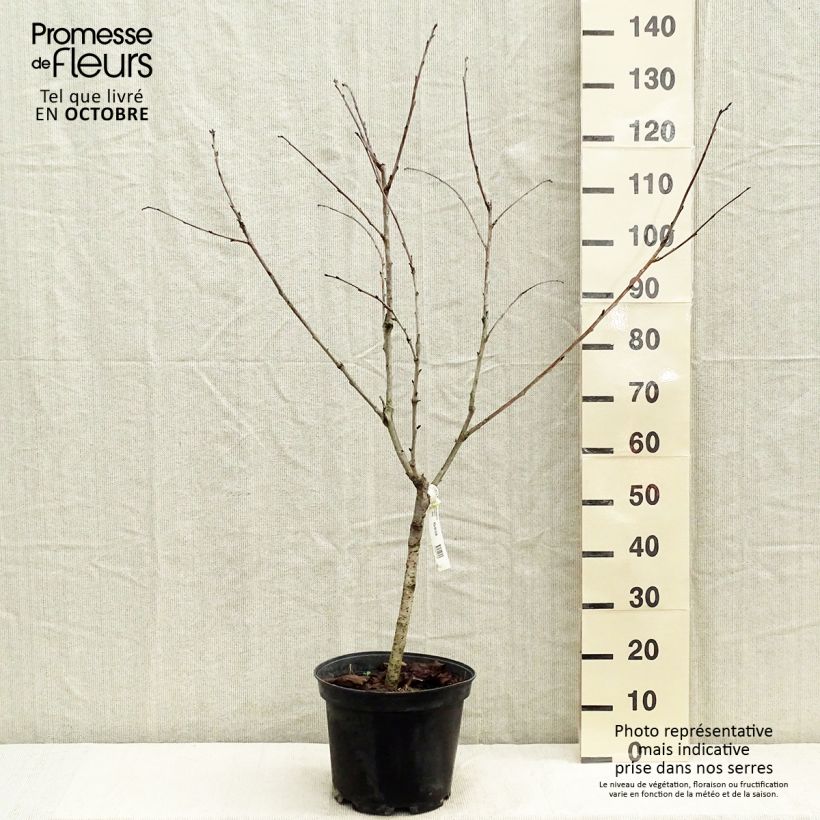 Amostra de Cerejeira Bigarreau Marmotte - Prunus cerasus Vaso de 7,5 L/10 L, Copo tal como entregue no outono