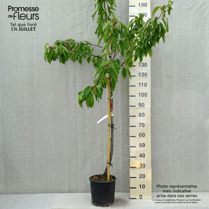 Amostra de Cerisier Bigarreau Moreau - Prunus avium Pot de 7,5L/10L, Demi-Tige tal como entregue no verão