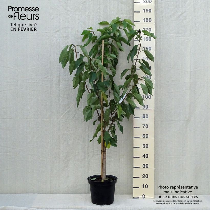 Amostra de Cerejeira Bigarreau Moreau - Prunus avium Vaso de 7,5 L/10 L, Copo tal como entregue no outono