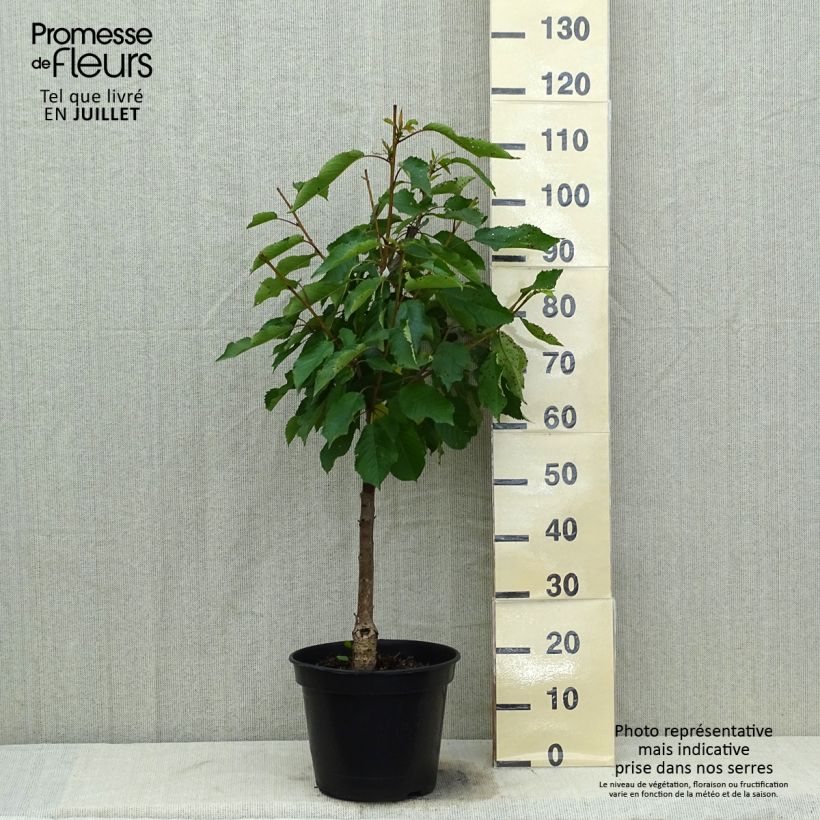 Amostra de Cerisier Bigarreau Moreau - Prunus avium Pot de 7,5L/10L, Gobelet tal como entregue no verão