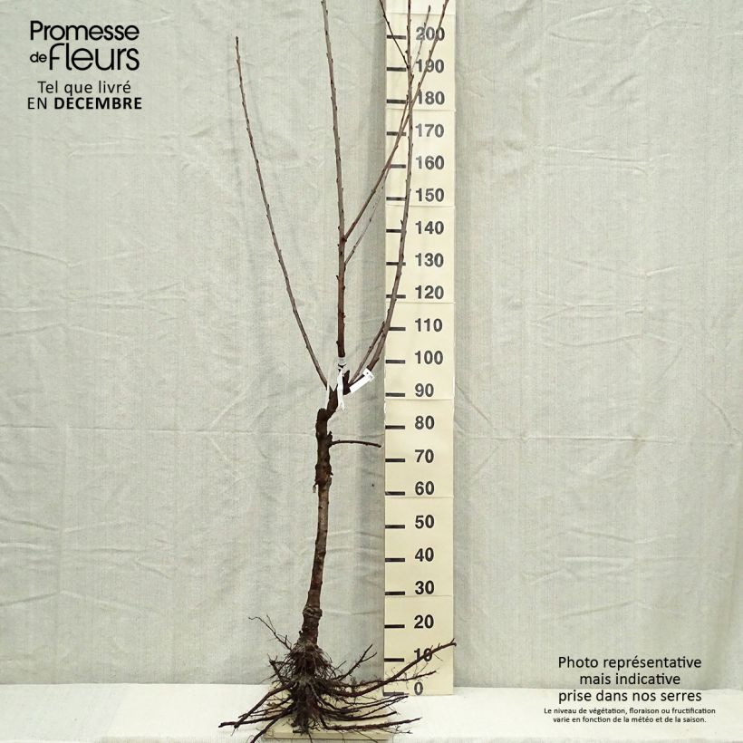 Amostra de Cerisier Bigarreau Napoléon Raízes nuas, Copo tal como entregue no inverno