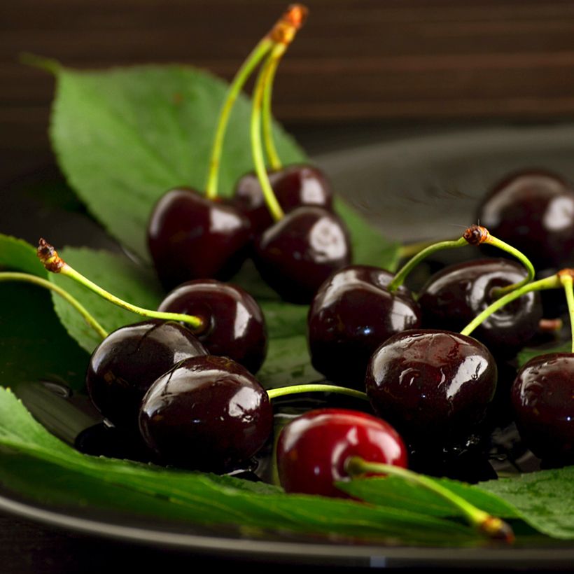 Cerejeira Bigarreau Noir - Prunus avium (Colheita)