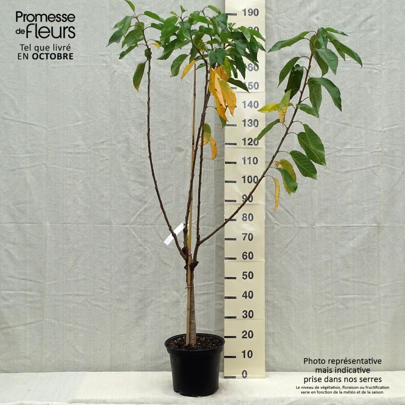 Amostra de Cerejeira Bigarreau Reverchon - Prunus avium Vaso de 7,5 L/10 L, Copo tal como entregue no outono