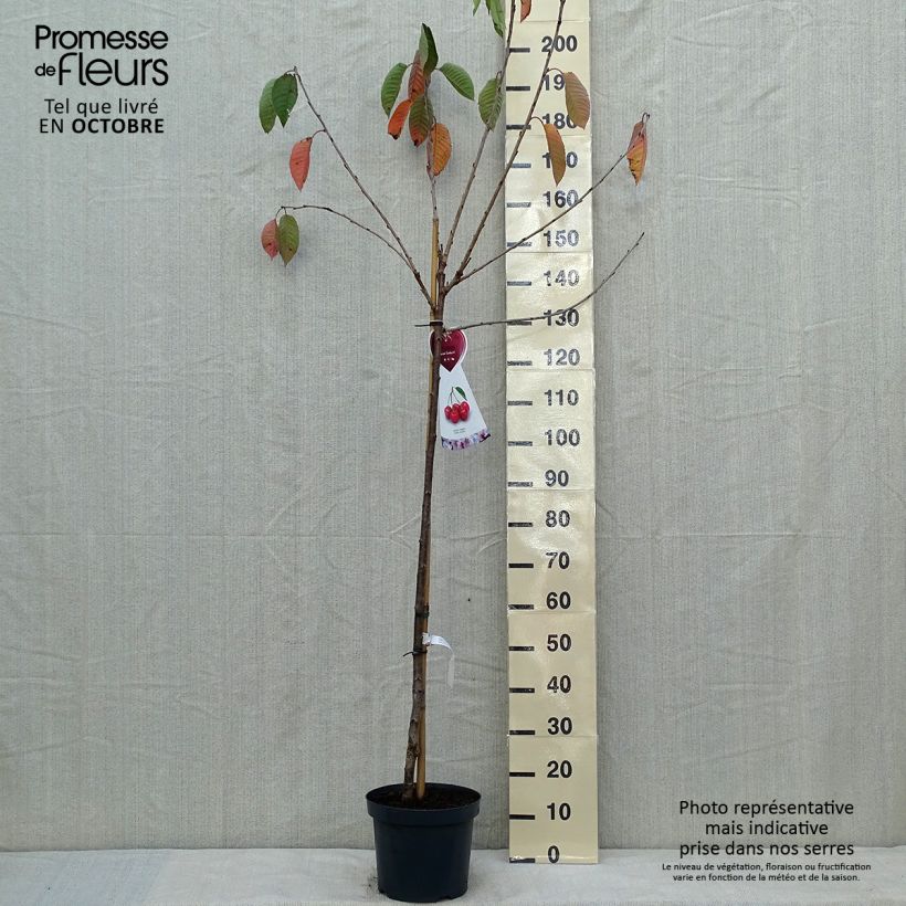 Amostra de Cerejeira Bigarreau Sunburst - Prunus avium Vaso de 7,5 L/10 L, Meia haste tal como entregue no outono