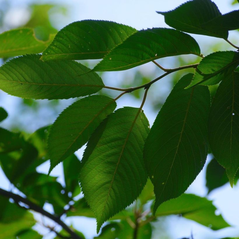 Cerejeira Bigarreau Tardif de Vignola - Prunus cerasus (Folhagem)