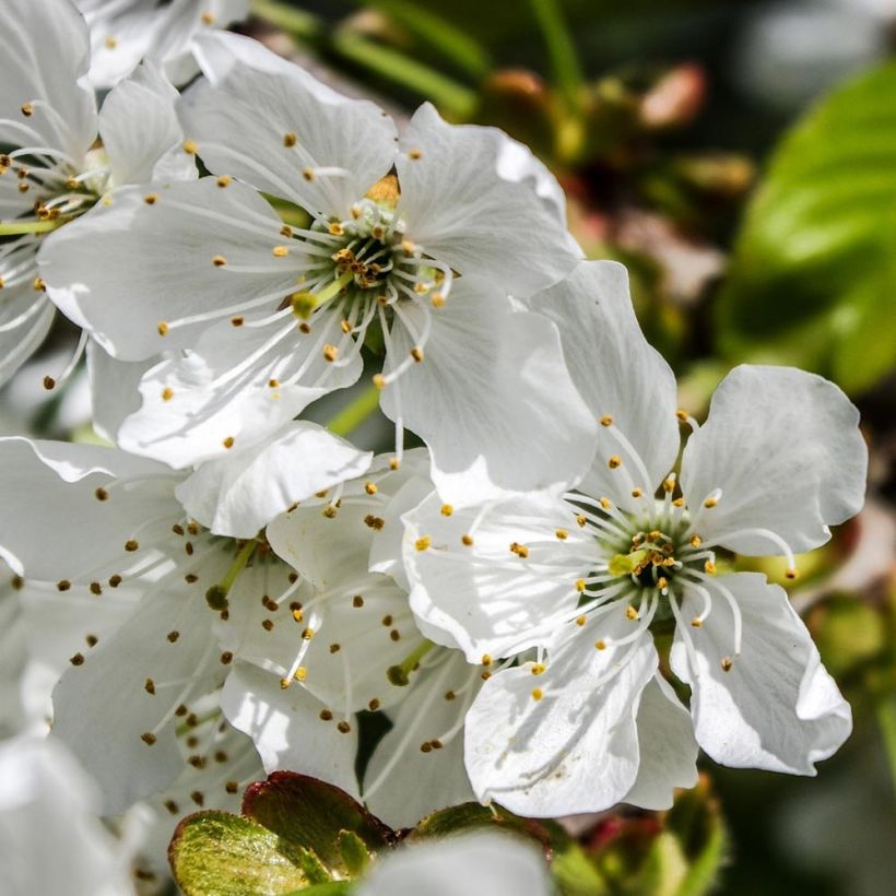 Cerejeira Bigarreau Tardif de Vignola - Prunus cerasus (Floração)