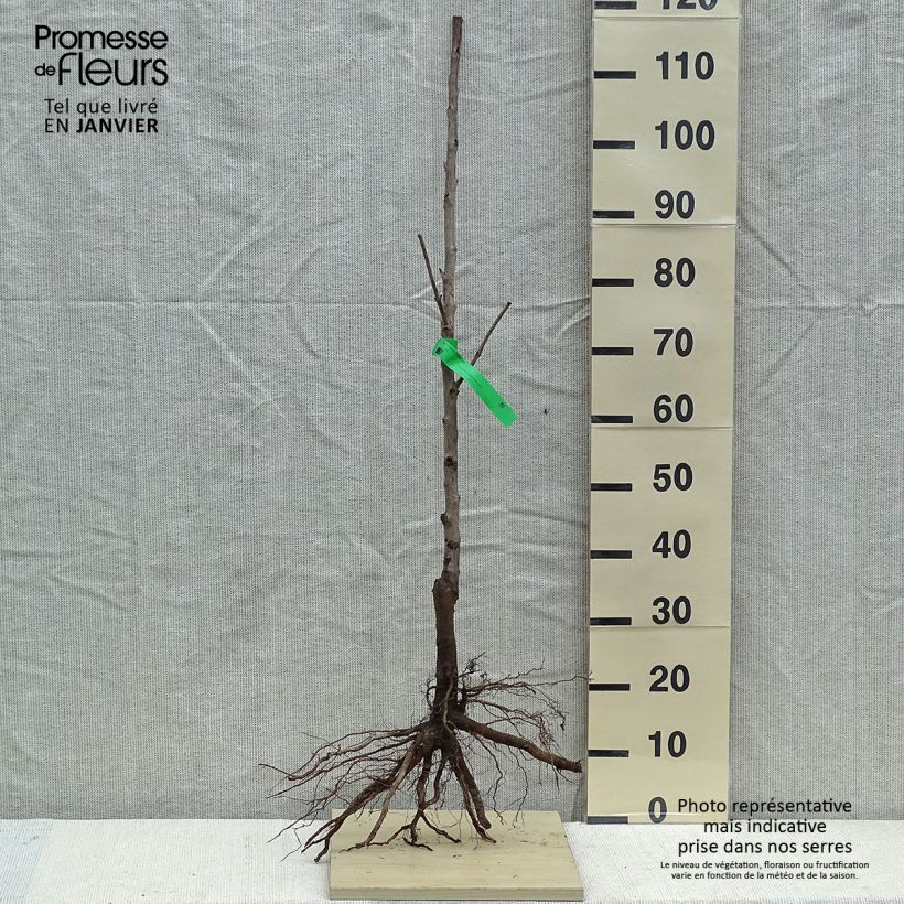 Amostra de Cerisier Bigarreau Tardif de Vignola - Prunus cerasus Raízes nuas, Rebento tal como entregue no inverno