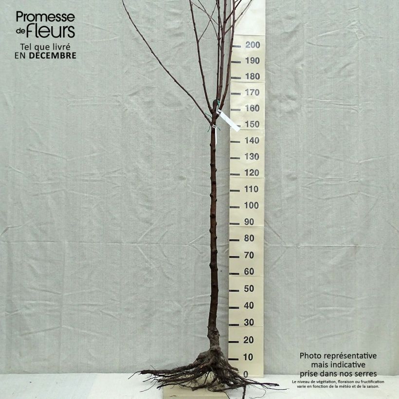 Amostra de Cerisier Bigarreau Van Raízes nuas, Meia haste tal como entregue no inverno