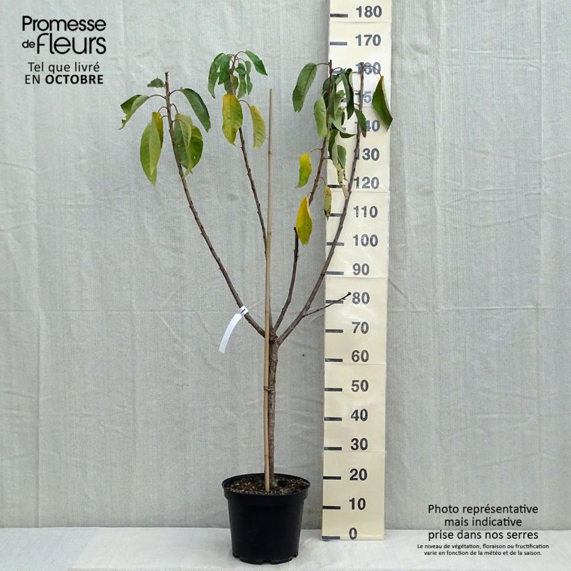 Amostra de Cerejeira Bigarreau Van - Prunus avium Vaso de 7,5 L/10 L, Copo tal como entregue no outono