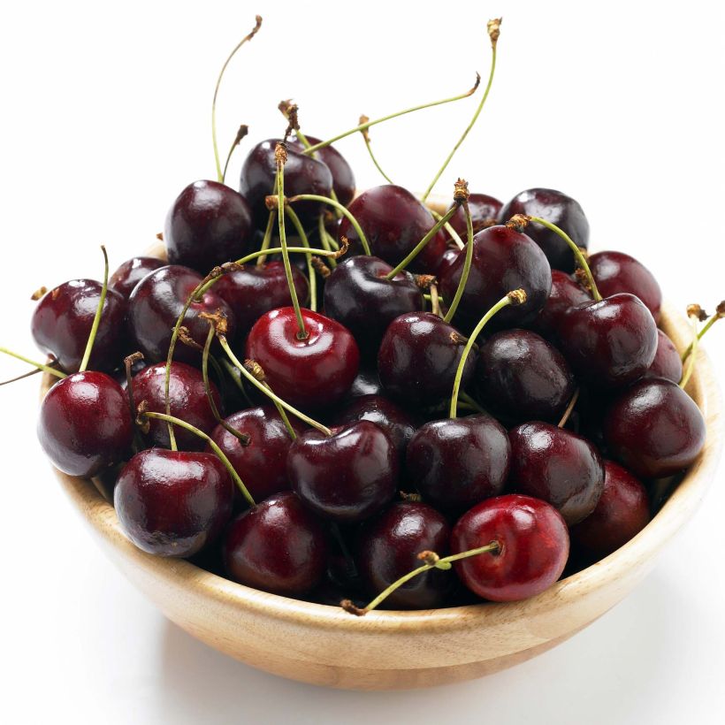 Cerejeira Bigarreau de La Saint Jean - Prunus avium (Colheita)