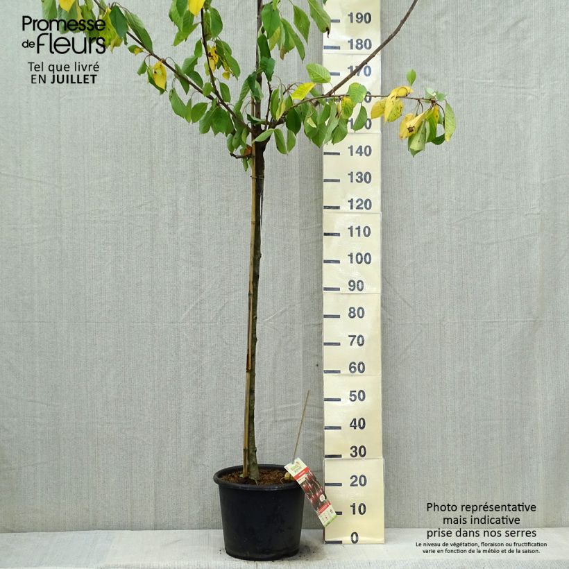 Amostra de Cerejeira Early Rivers - Prunus cerasus Vaso de 7,5 L/10 L, Meia haste tal como entregue no verão