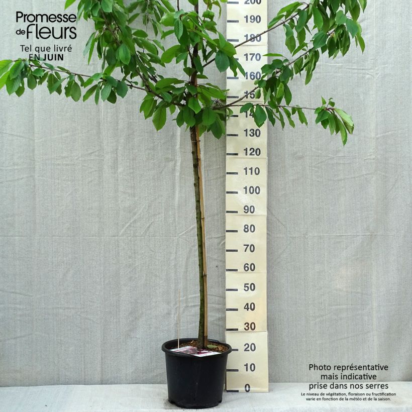Amostra de Cerejeira Early Rivers - Prunus cerasus Vaso de 7,5 L/10 L, Meia haste tal como entregue na primavera