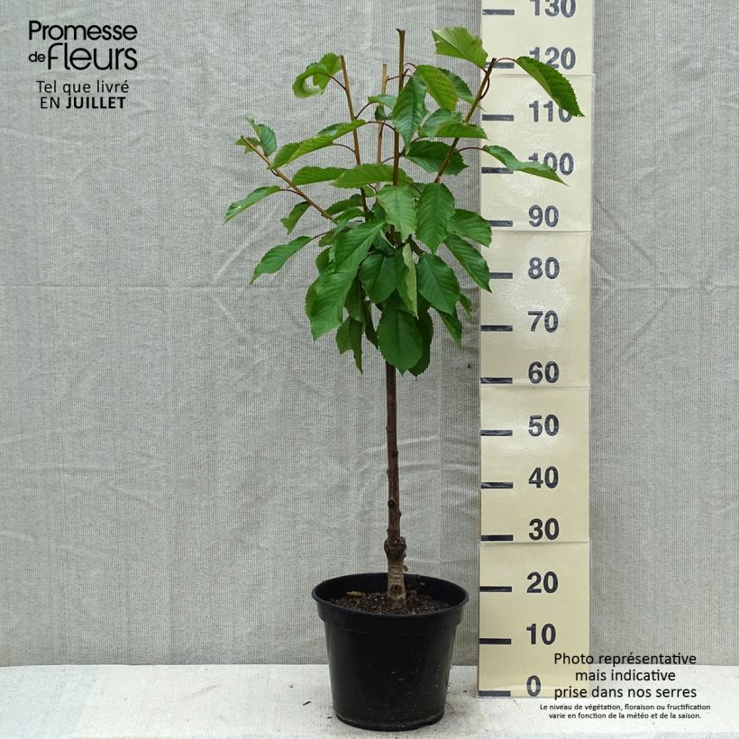 Amostra de Cerejeira Early Rivers - Prunus cerasus Vaso de 7,5 L/10 L, Copo tal como entregue no verão