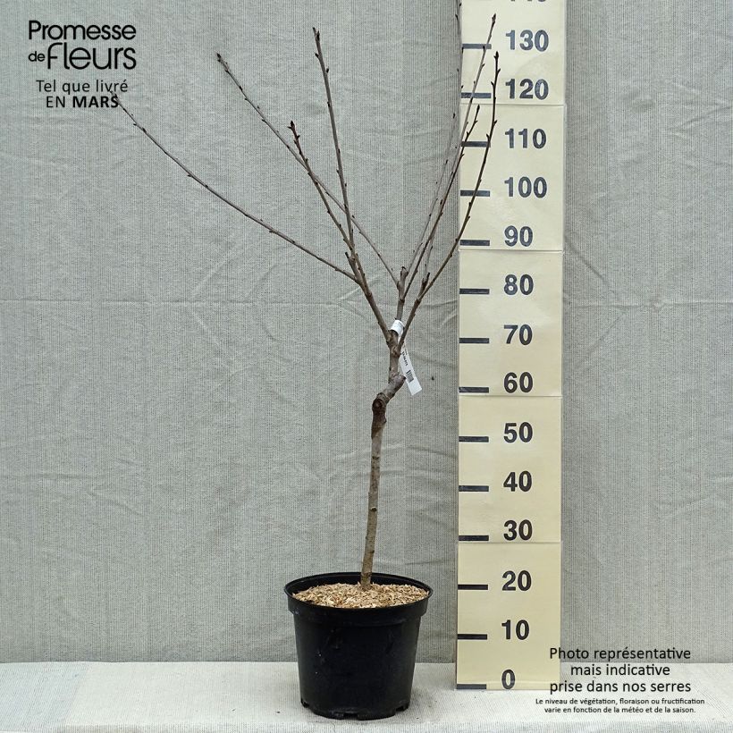 Amostra de Cerejeira Early Rivers - Prunus cerasus Vaso de 7,5 L/10 L, Copo tal como entregue na primavera
