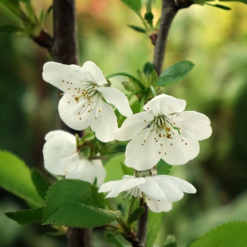 Ginjeira Griotte de Montmorency - Prunus cerasus (Floração)