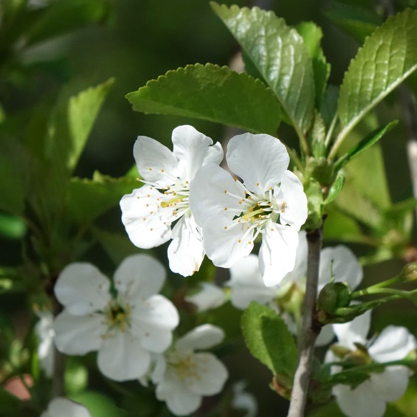 Ginjeira Kelleriis 16 (Morellenfeuer) Bio- Prunus cerasus (Floração)