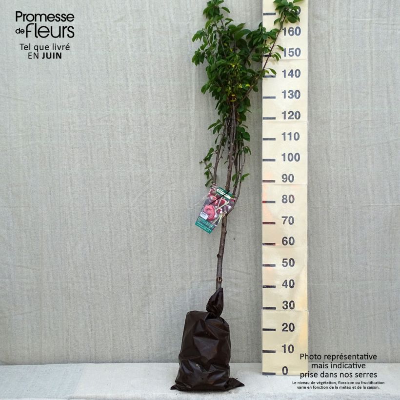 Amostra de Cerejeira Allegria Delbard - Prunus cerasus Torrão "Pronto a plantar", Copo tal como entregue na primavera