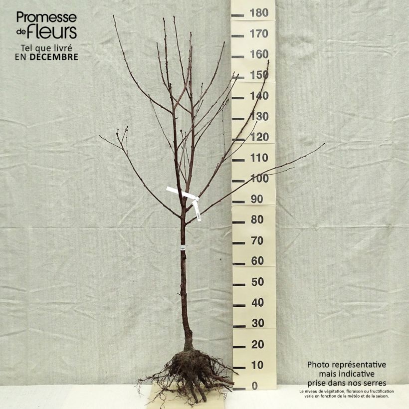 Amostra de Cerisier Allegria Delbard - Prunus cerasus  Raízes nuas, Copo tal como entregue no inverno