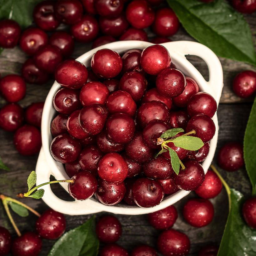 Cerejeira Colunar de Xangai - Prunus cerasus (Colheita)