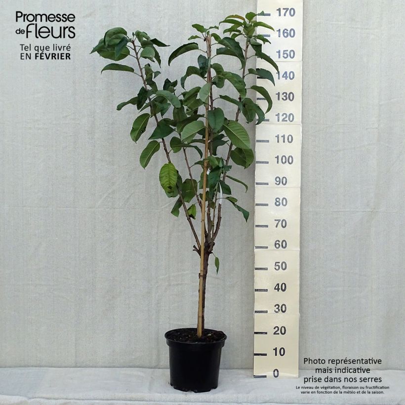 Amostra de Cerejeira Rainier - Prunus cerasus Vaso de 7,5 L/10 L, Copo tal como entregue no outono