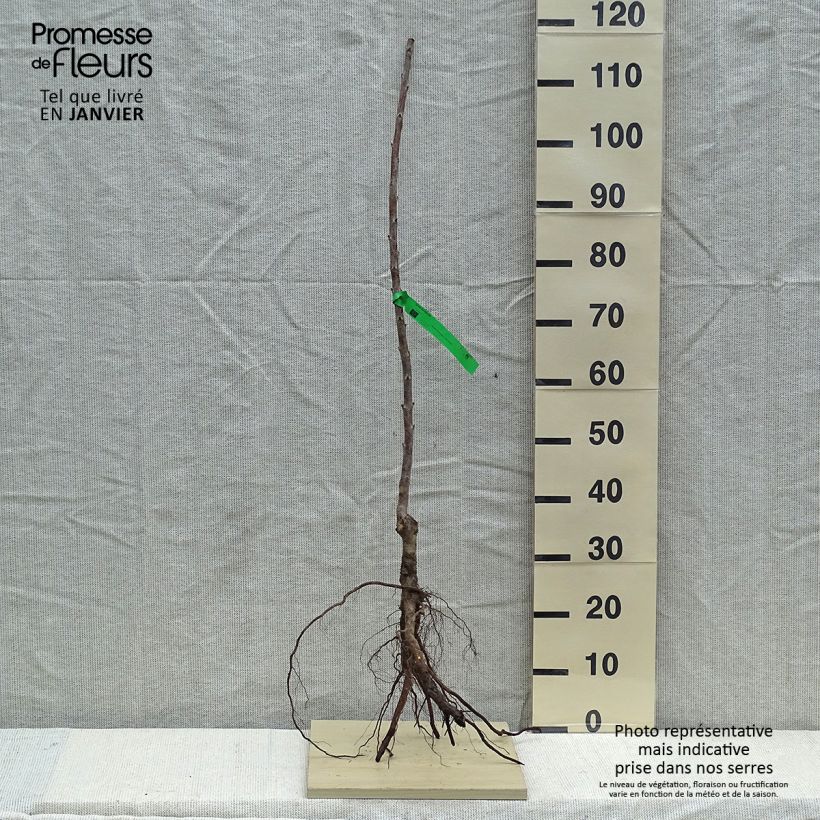 Amostra de Cerisier Rainier - Prunus cerasus Raízes nuas, Rebento tal como entregue no inverno