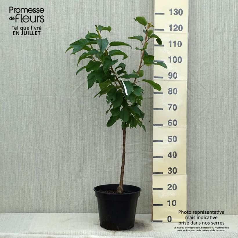 Amostra de Cerejeira Rainier - Prunus cerasus Vaso de 7,5 L/10 L, Copo tal como entregue no verão