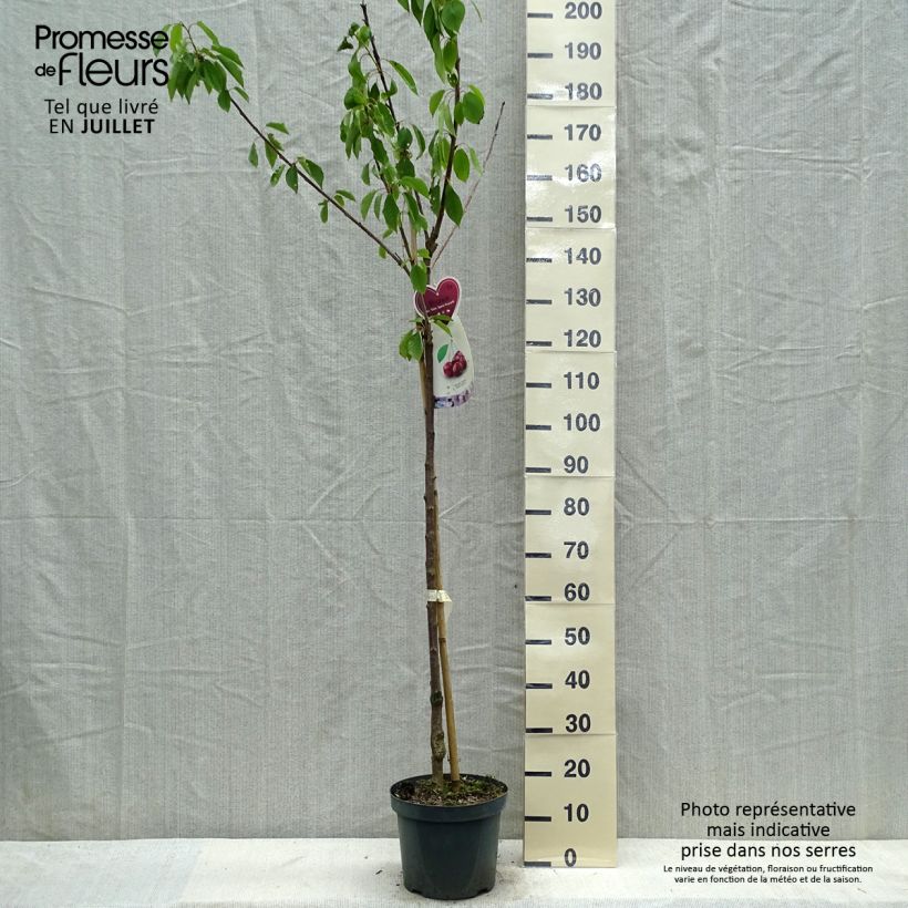 Amostra de Cerejeira Schneiders Späte Knorpelkirsche - Prunus avium Vaso de 7,5 L/10 L, Meia haste tal como entregue no verão