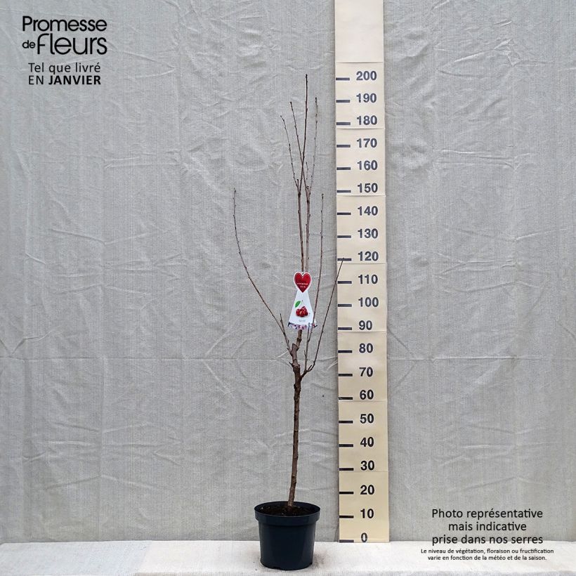 Amostra de Cerisier Schneiders Späte Knorpelkirsche - Prunus avium  Vaso de 7,5 L/10 L, Meia haste tal como entregue no inverno