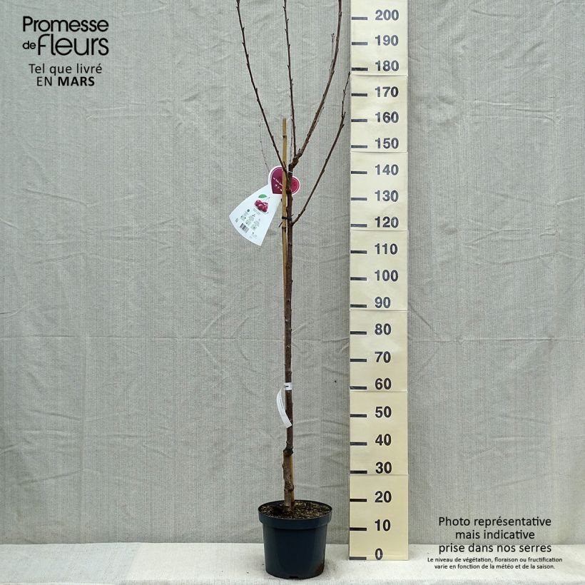 Amostra de Cerejeira Schneiders Späte Knorpelkirsche - Prunus avium Vaso de 7,5 L/10 L, Meia haste tal como entregue na primavera